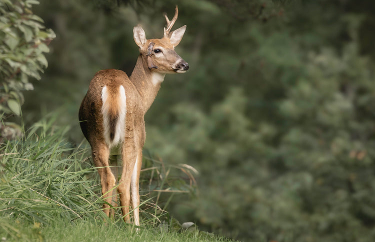 Deer
