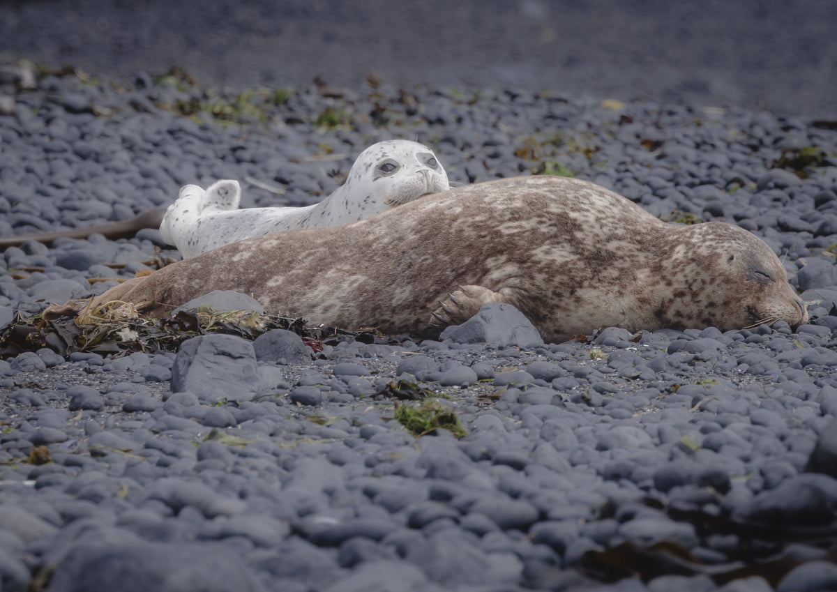 Sea Creatures