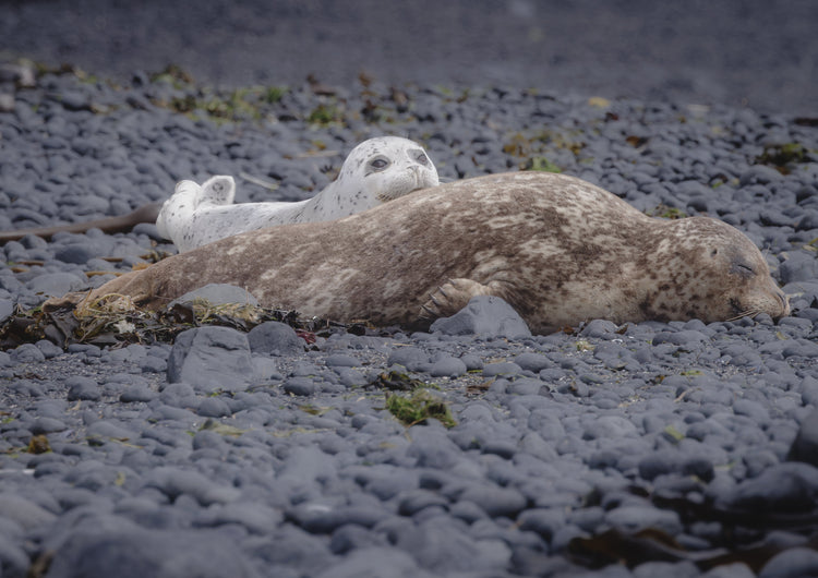 Sea Creatures