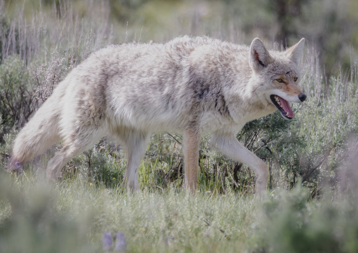 Wolves & Coyotes