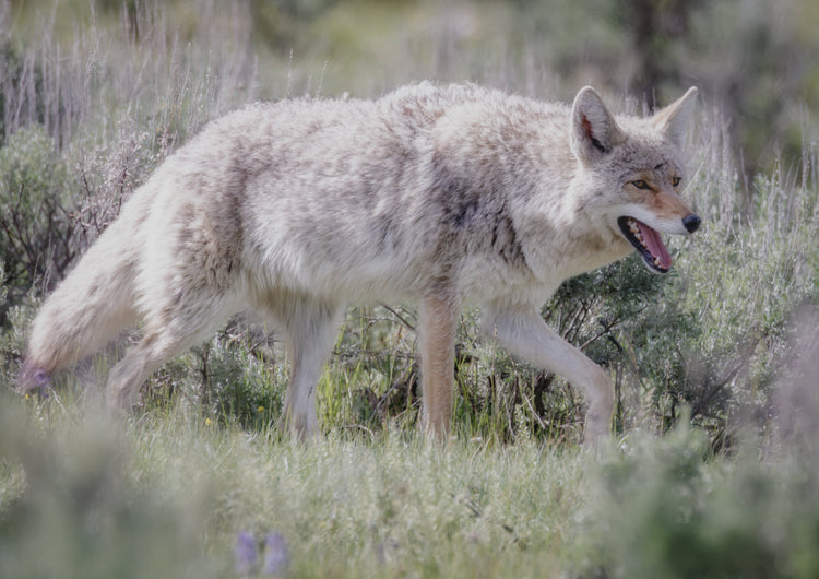 Wolves & Coyotes