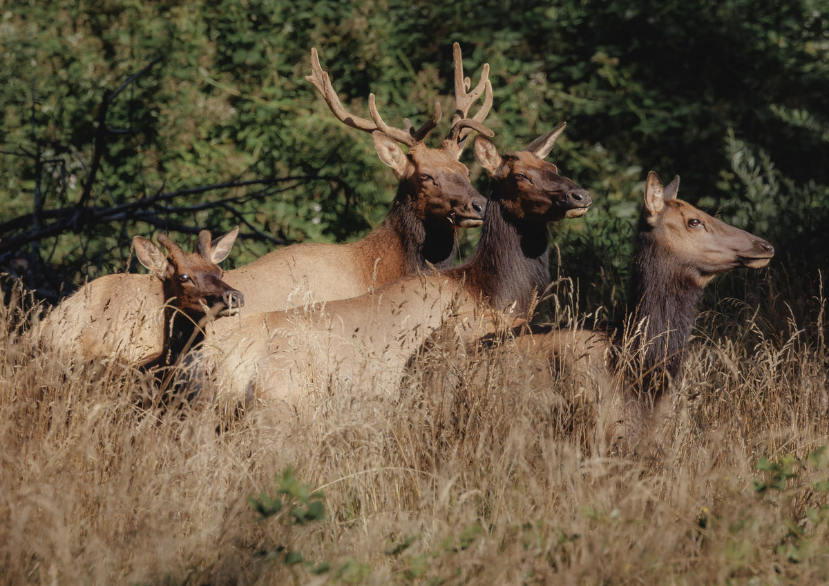 Elk