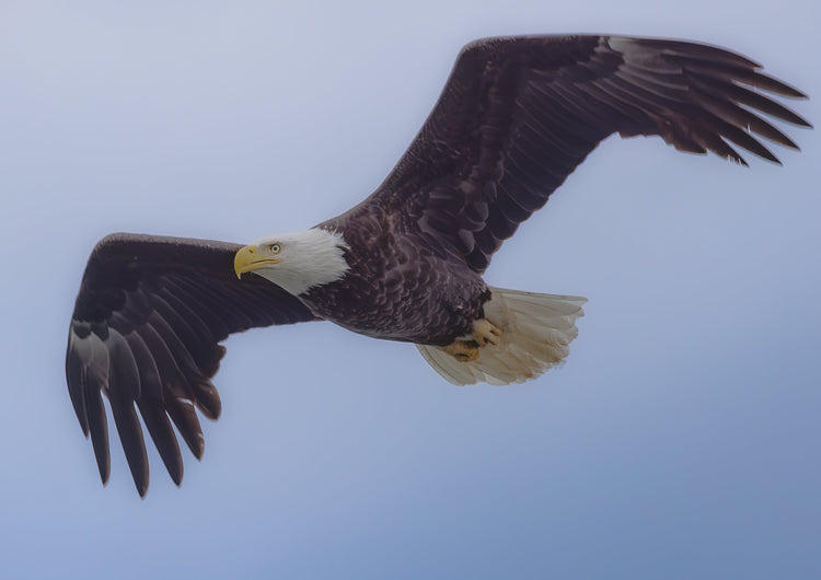 Eagles