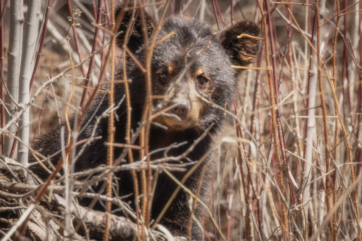 Bears