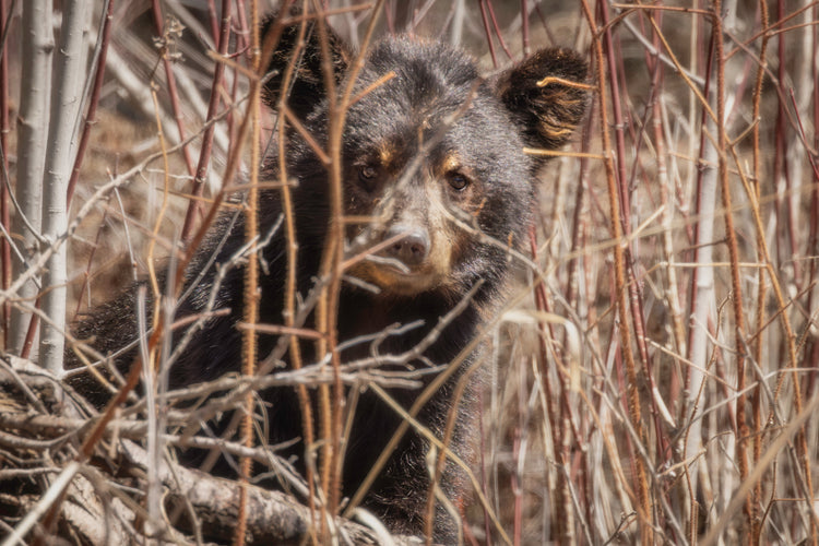 Bears