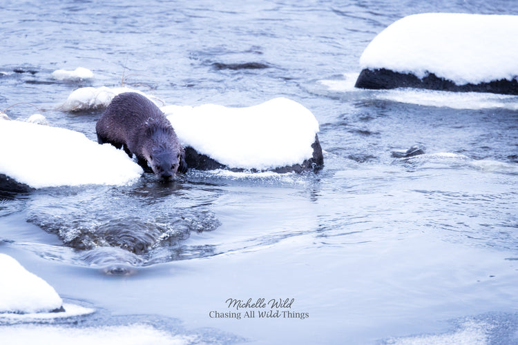 Otters & Beavers