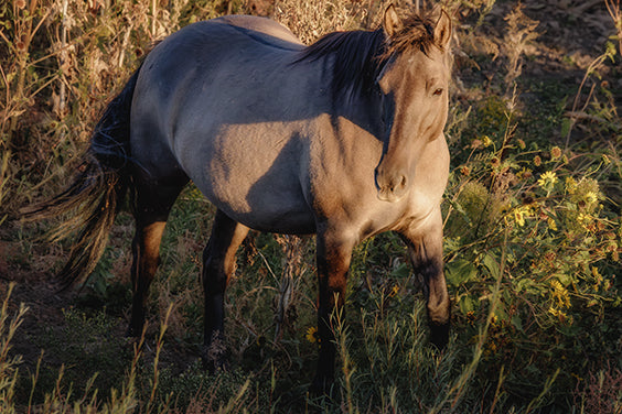 Horses
