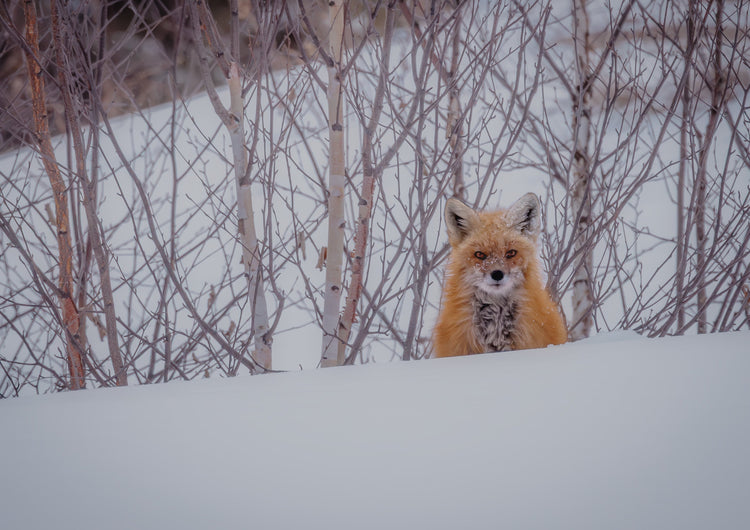 Fox