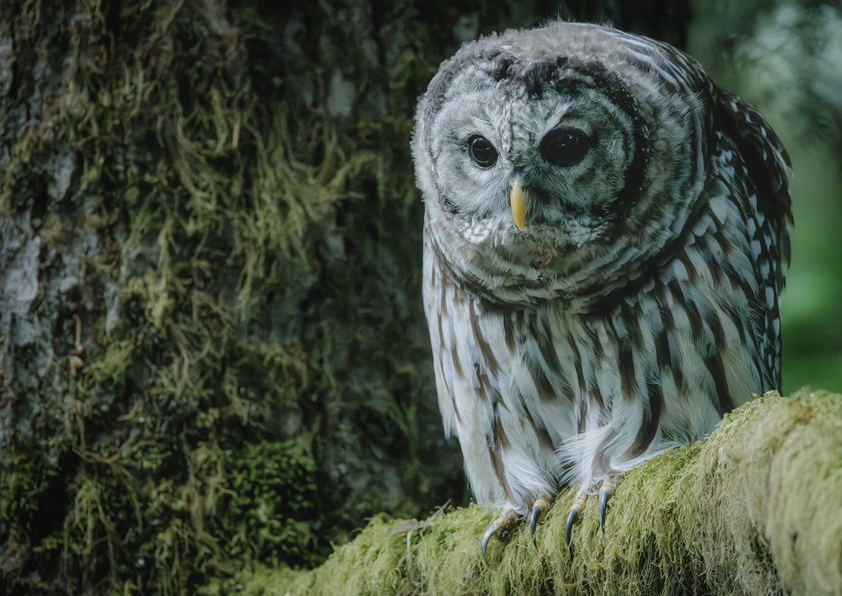 Owl
