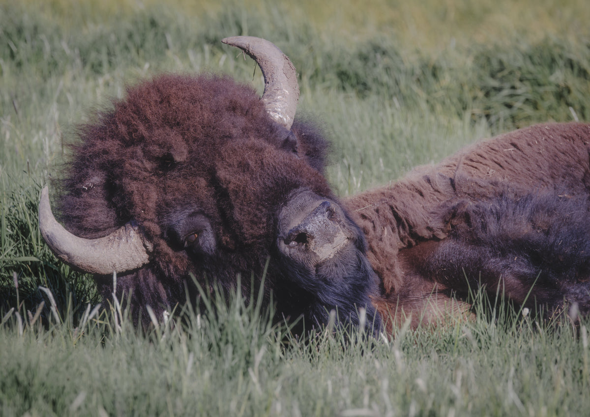 Buffalo & Bison