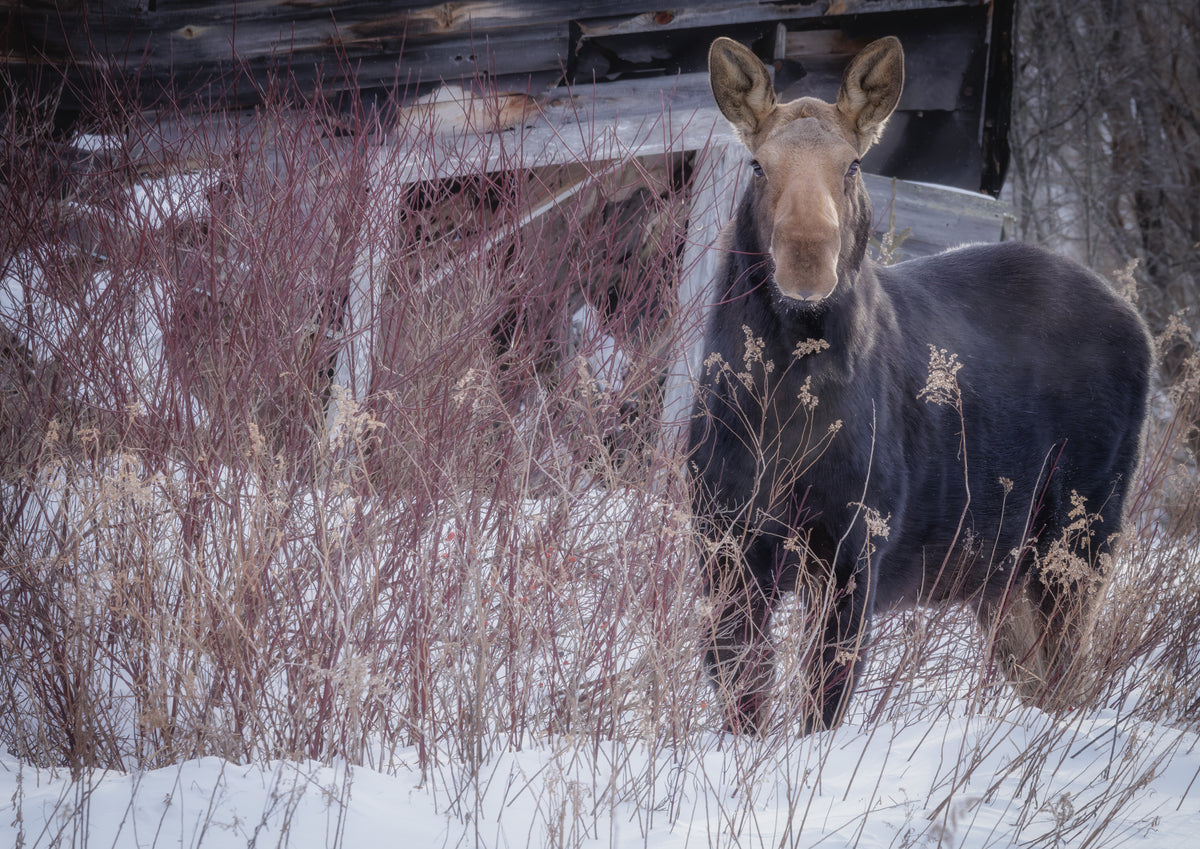Cold Moose