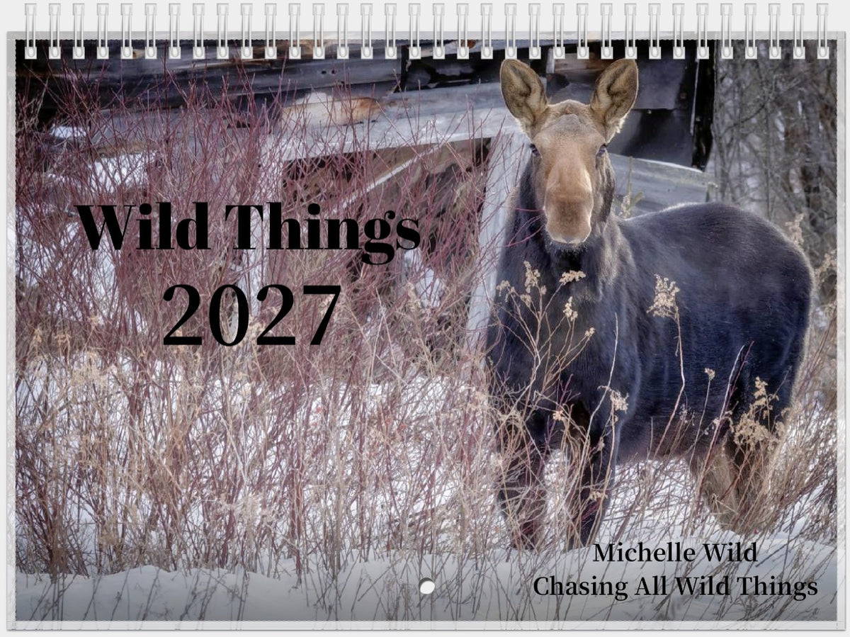 2027 Wild Things Calendar